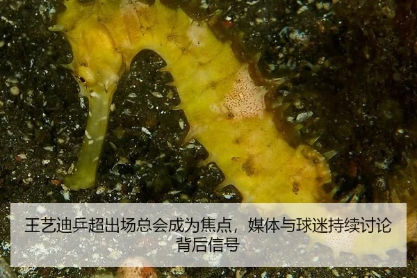 王艺迪乒超出场总会成为焦点，媒体与球迷持续讨论背后信号 - aitiyu